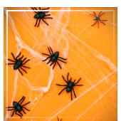 Araignées et Toiles d'araignées