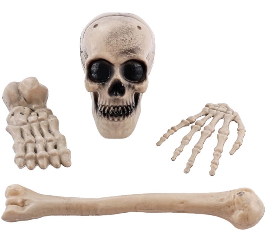 5 Skeleton Bones