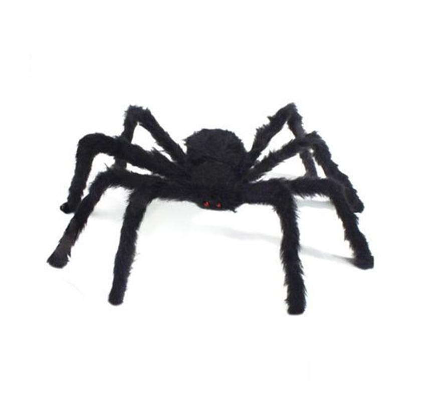 Black spider with short legs of 75 cm