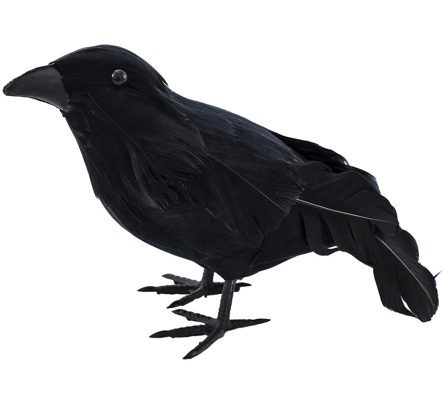 Black Raven with Feathers
