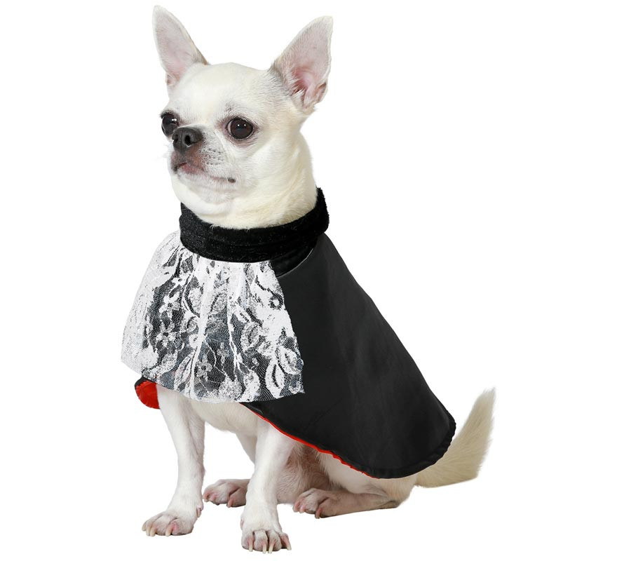 Vampire Dracula dog costume