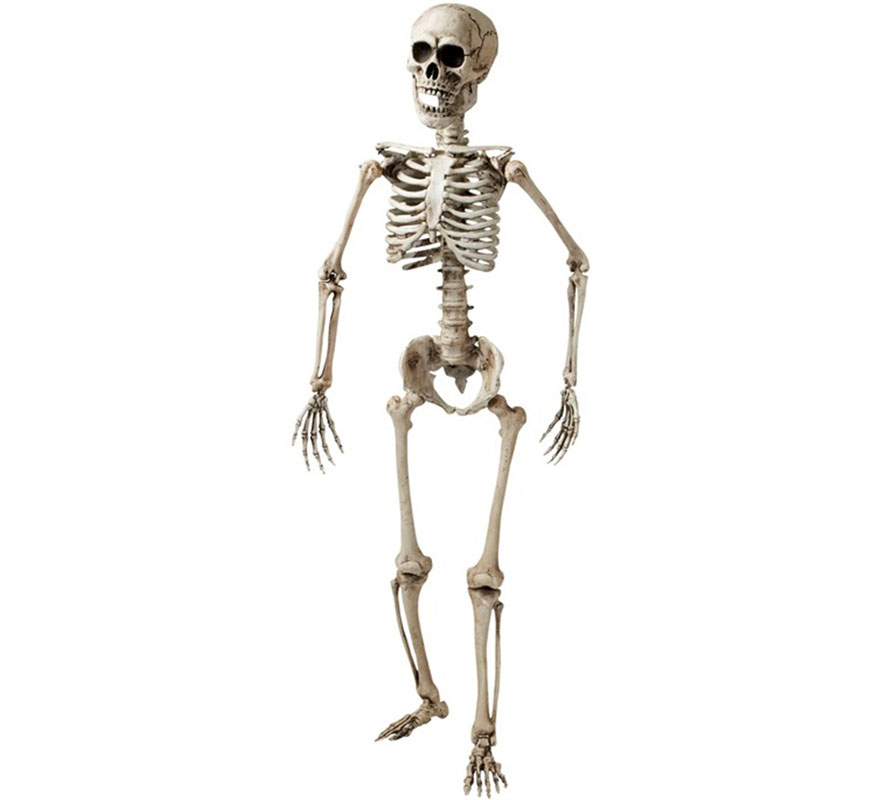 Articulated skeleton of 160 cm