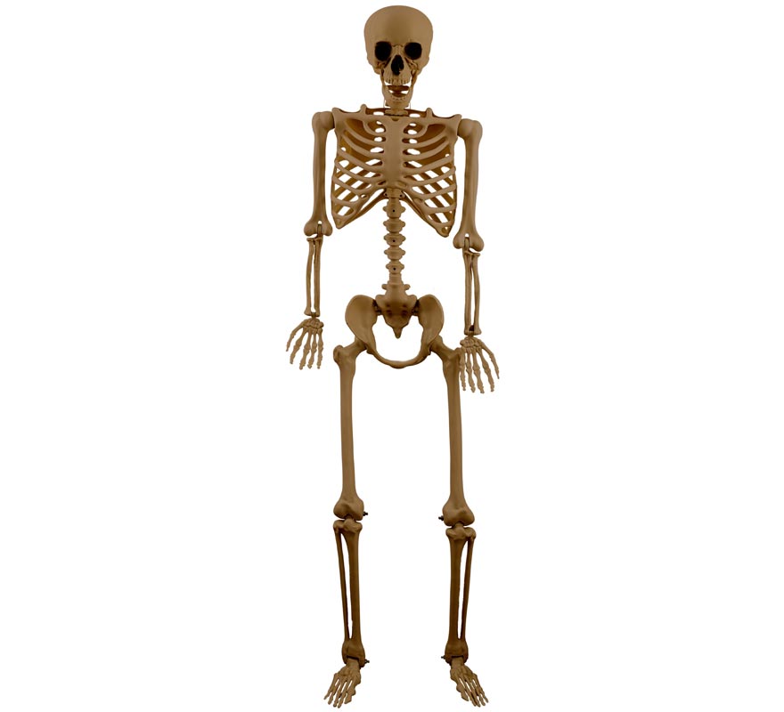 Bronze Skeleton 165 cm Bronze Skeleton 165 cm