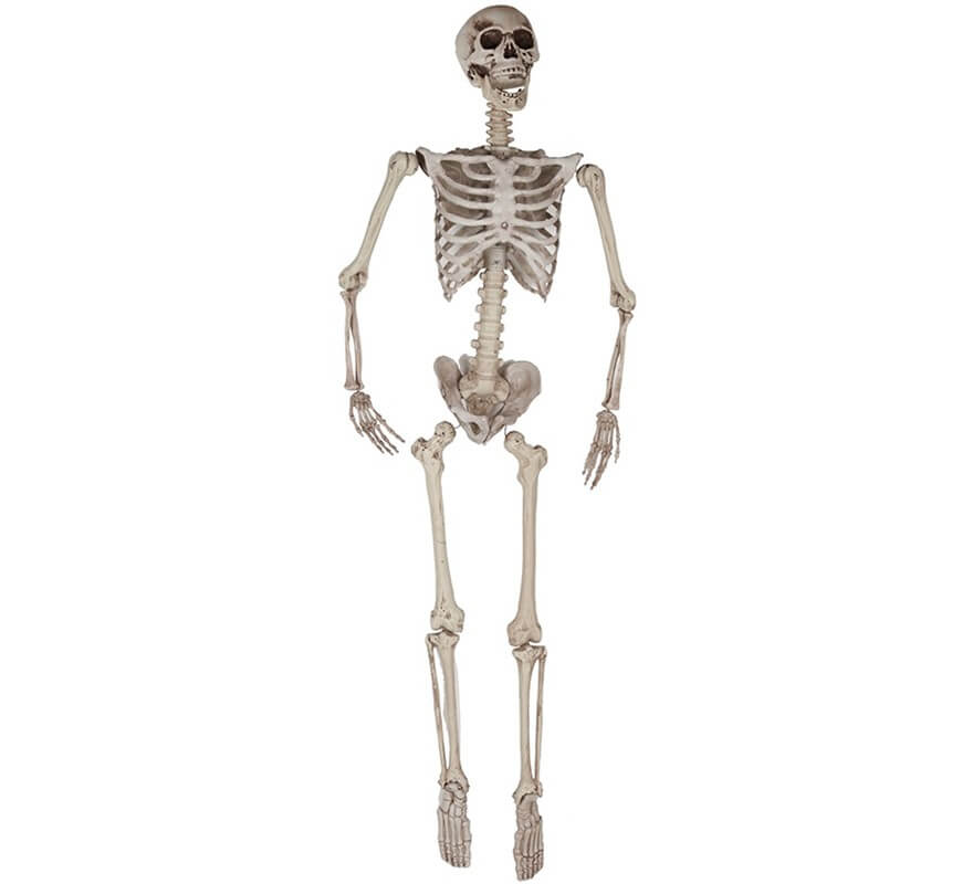 165cm hanging skeleton