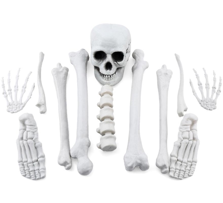 Skeleton with Skull and 11 Pieces