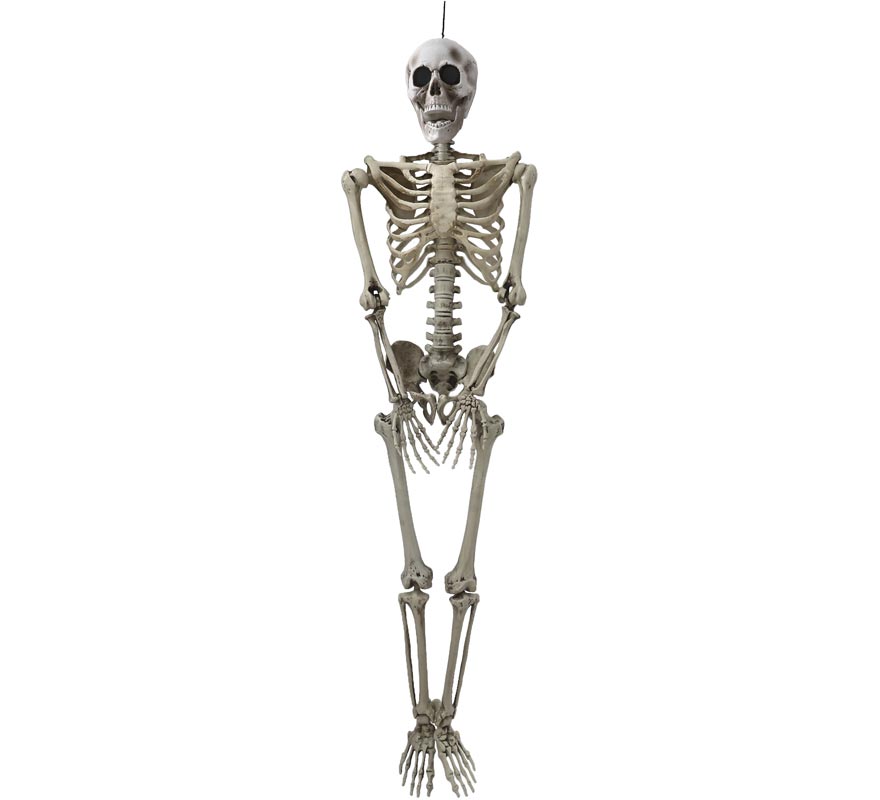 Skeleton with 153 cm Light Skeleton with 153 cm Light