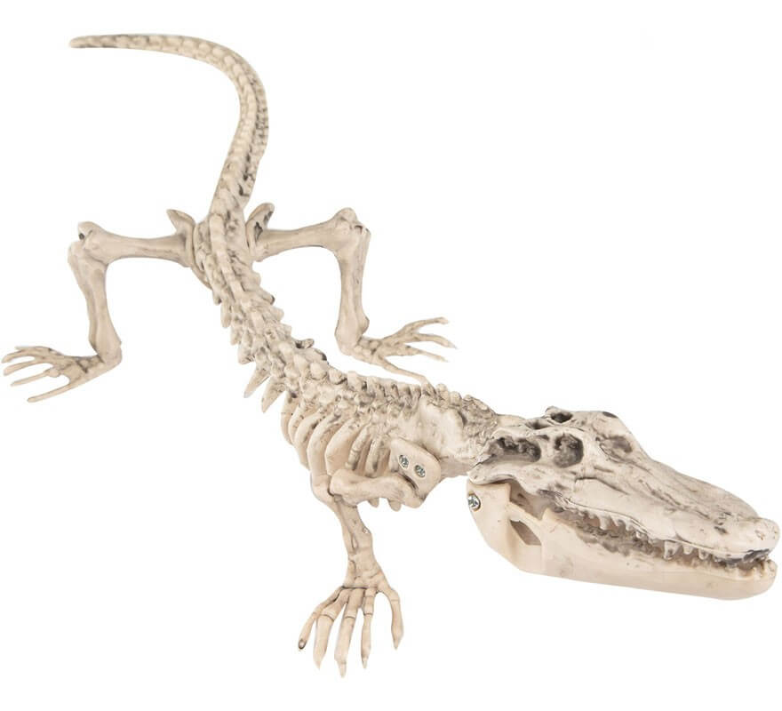 Esqueleto de Cocodrilo 16x50 cm