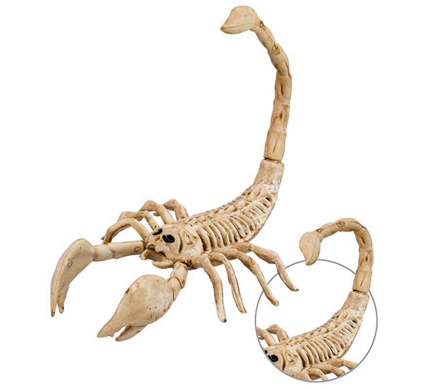 Esqueleto de Escorpión 30 cm
