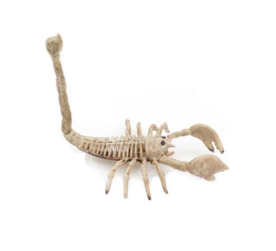 Beige Scorpion Skeleton