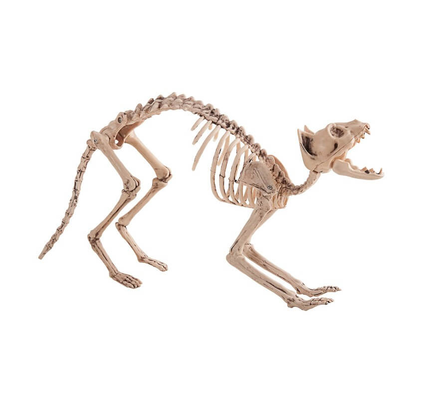 Esqueleto de Gato mide 60X25 cm