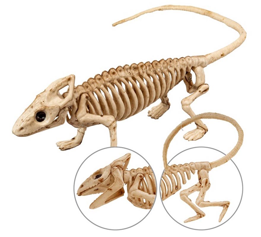 Esqueleto de Iguana 43 cm