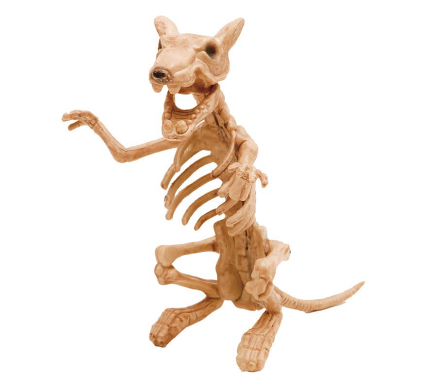 Esqueleto de Rata 20 x 47 x 17 cm