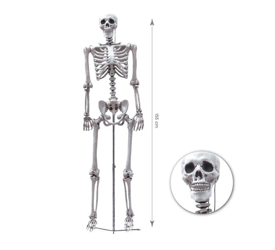 Komplettes menschliches Skelett von 155 cm