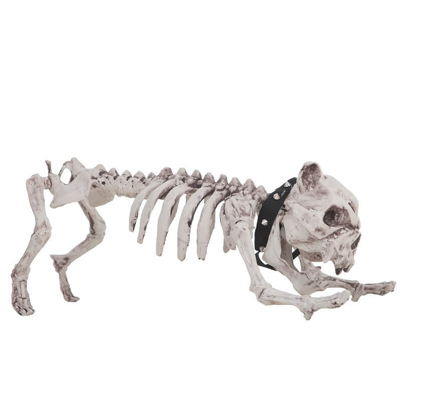 Esqueleto de Perro de 60 cm