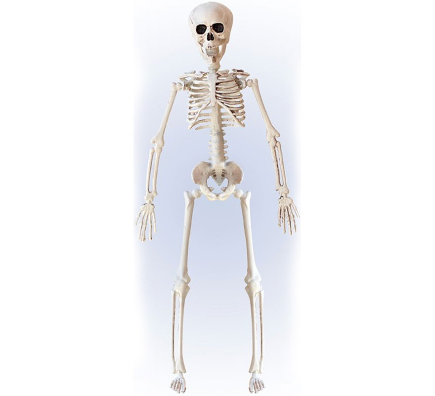 40cm Posable Skeleton 40cm Posable Skeleton