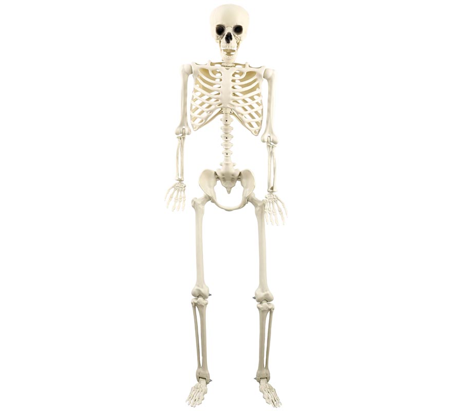 Skeleton 160 cm Skeleton 160 cm