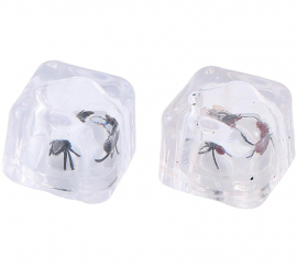 2 Ice Cubes with Fly