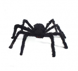 Black spider with short legs of 90 cm