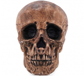 Caveira de bronze de 16 cm Caveira de bronze de 16 cm