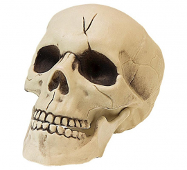 Crâne en plastique de 21 cm avec mâchoire articulée.