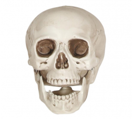 20cm skull 20cm skull