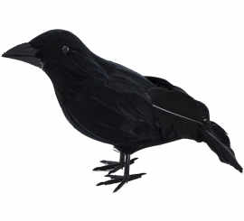 Black Raven