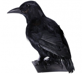 30 cm Black Raven