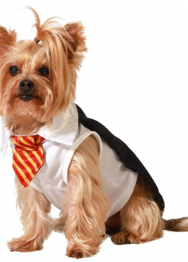 Magician's Apprentice Dog Costume