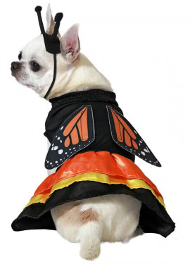 Butterfly dog costume