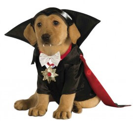 Disfraz Drácula para perro