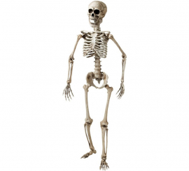 Articulated skeleton of 160 cm