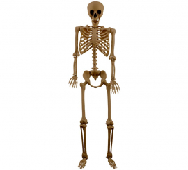 Bronze Skeleton 165 cm Bronze Skeleton 165 cm