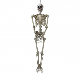 Skeleton with 153 cm Light Skeleton with 153 cm Light