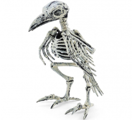 Esqueleto de Corvo