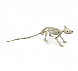 Skeleton of Rat long tail 36 cm