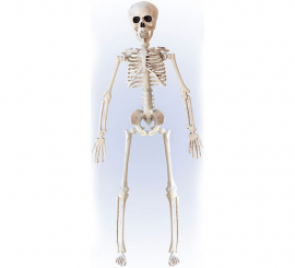 40cm Posable Skeleton 40cm Posable Skeleton