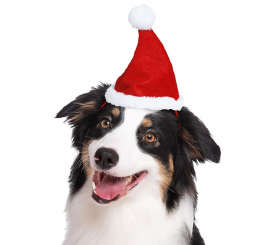 Christmas hat for dog