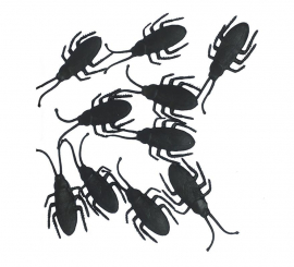 Pack of 10 black cockroaches of 7 cm