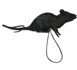 Rat with 16 cm Elastic Shoulder Strap