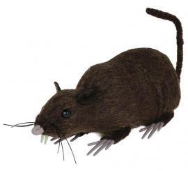 15 cm große Wanderratte