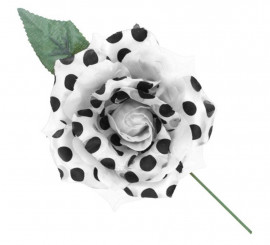 White Sevillana or Chulapa rose with black polka dots and a 15 cm rod