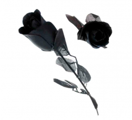 Black rose with black leaves