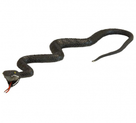 75 cm lange schwarze Schlange