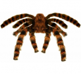 65cm Moldable Giant Hairy Tarantula