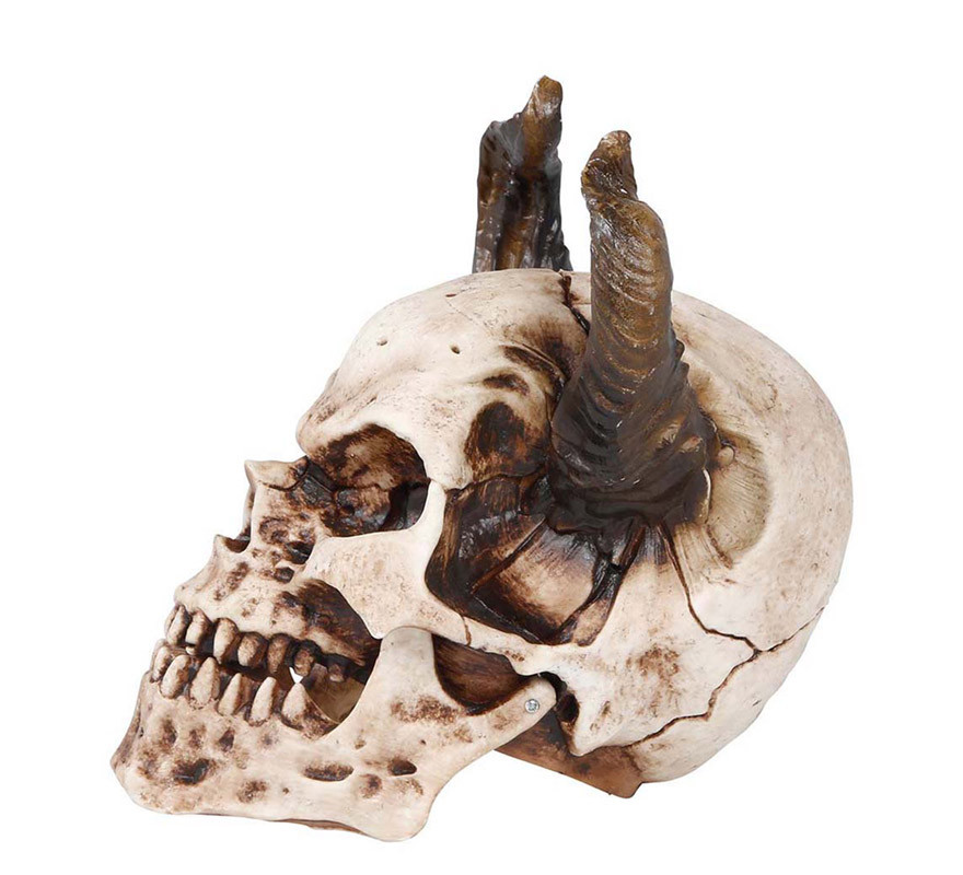 Crâne avec Cornes 20 cm-B