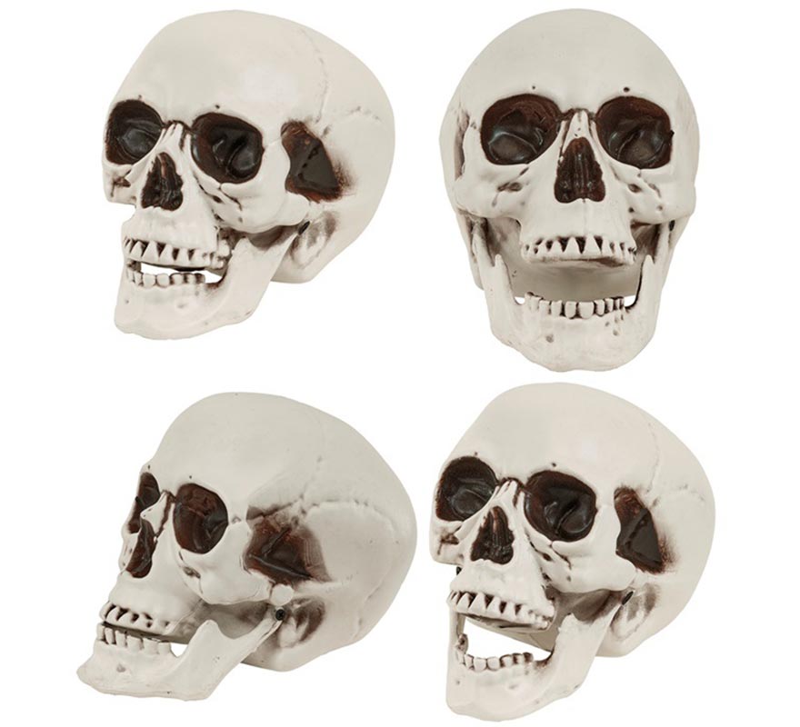 Cráneo o Calavera con Mandíbula Móvil de 28 cm-B