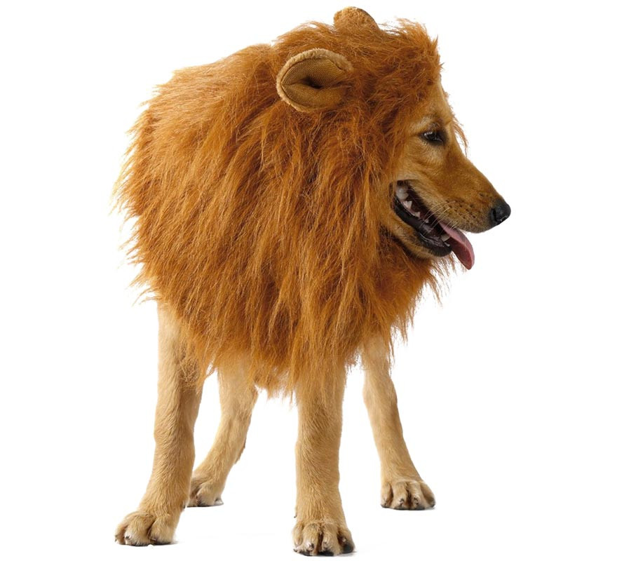 Lion costume or hood for dogs-B