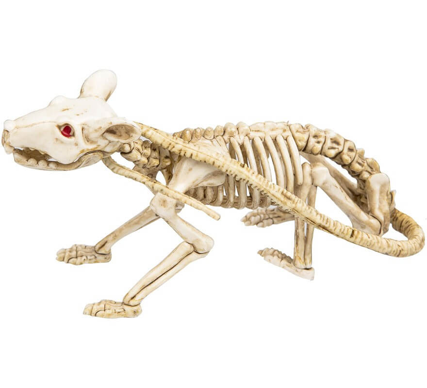 Squelettes d´Animaux en 3 modèles variés-B