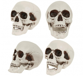 Schädel oder Schädel mit beweglichem Kiefer von 28 cm