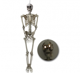 Skeleton with 153 cm Light Skeleton with 153 cm Light
